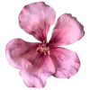 🌸