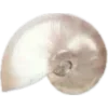 🐚