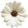🌼