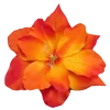 🌺