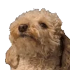 🐶