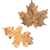 🍁