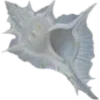 🐚