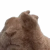 🐰