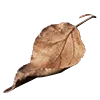 🍂