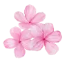 🌷