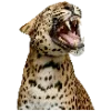 🐆