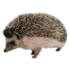 🦔