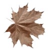 🍁