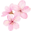 🌸