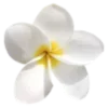 🌼