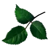 🌿