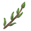 🌿