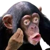 🙉