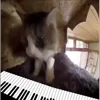 🎹