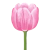 🌷