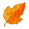 🍂
