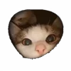 😸