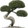 🌳