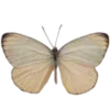 🦋