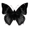 🦋