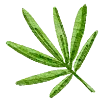 🌿
