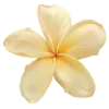 🌼