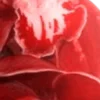 💋