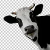 🐄