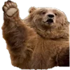 🐻