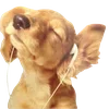 🐶