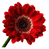 🌹
