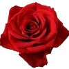 🌹