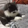 😻