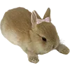 🐇