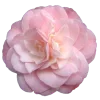 🌸
