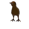 🐥
