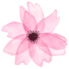 🌹