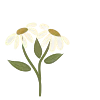 🌼