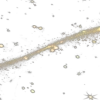 🌟