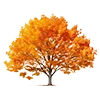 🍂