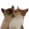 😼