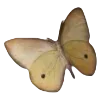 🦋