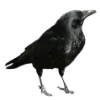 🐦