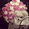 👛