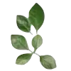 🌿