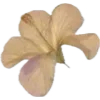 🌼