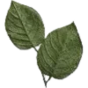 🍃