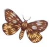 🦋