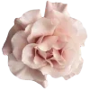 🌸